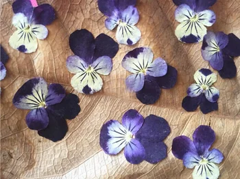 250pcs Presate Uscat Viola tricolor L. Flori trei frați pătați Planta Ierbar Pentru Bijuterii carte Poștală Carte de Invitație Caz de Telefon DIY