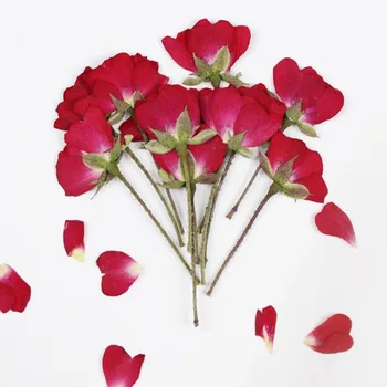 12pcs Uscate Partea Apăsat Roșie Chineză a Crescut de Flori de Plante Ierbar Pentru Bijuterii Marcaj carte Poștală Telefon Caz Carte de Invitație DIY
